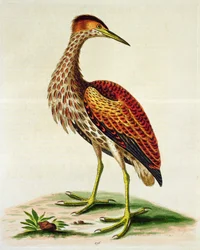Rohrdommel aus der Hudson Bay, 1748