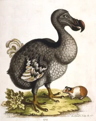 Dodo und Meerschweinchen