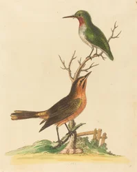 Grüner Vogel mit roter Kehle und brauner und orangefarbener Vogel