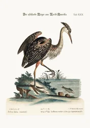 Der aschfarbene Reiher aus Nordamerika, 1749-73