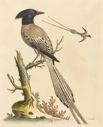 Der Schwarz-Weiß-Kronenvogel des Paradieses, veröffentlicht 1743