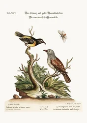 Der Schwarz-Gelbe Baumläufer. Der Amerikanische Hecken-Spatz, 1749-73