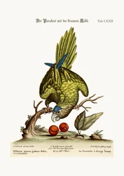 Der Braunkehl-Sittich, 1749-73