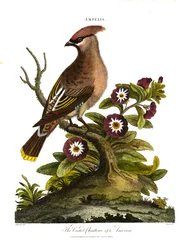 Der Haubenplauderer Amerikas