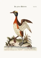 Der Ohr- oder Horn-Dobchick, 1749-73