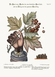 Die Hand eines Jungen mit erkrankter Haut und ein Zweig des Gemeinen Speierlings, 1749-73