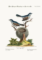 Die kleinen blaugrauen Fliegenschnäpper, Männchen und Weibchen, 1749-73