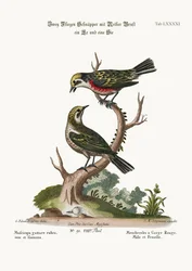 Die Rotkehlchen, Hahn und Henne