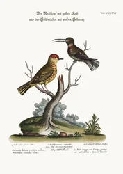 Der Gelb-Rot-Pole und der Weißschwanzkolibri, 1749-73