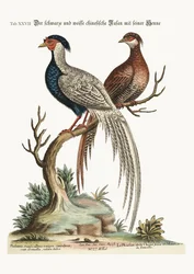 Der schwarz-weiße chinesische Fasanenhahn mit seiner Henne, 1749-73