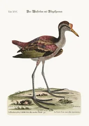 Der Spornflügel-Wasserhahn, 1749-73