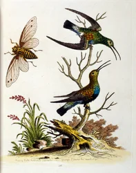 Aquarellillustration aus einem Buch seltener Vögel von G. Edwards 1750