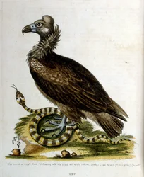 Aquarellillustration aus einem Buch seltener Vögel von G. Edwards 1750