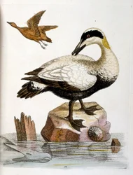 Aquarellillustration aus einem Buch seltener Vögel