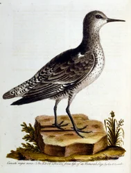 Aquarellillustration aus einem Buch seltener Vögel