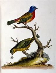 Aquarellillustration aus einem Buch seltener Vögel