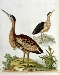 Aquarellillustration aus einem Buch seltener Vögel