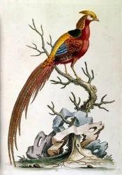 Aquarellillustration aus einem Buch seltener Vögel