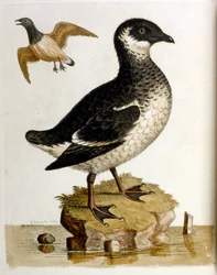Aquarellillustration aus einem Buch seltener Vögel von G. Edwards 1750.
