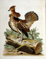 Aquarellillustration aus einem Buch seltener Vögel von G. Edwards 1750