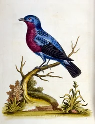 Aquarellillustration aus einem Buch seltener Vögel von G. Edwards 1750