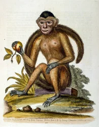 Aquarellillustration aus einem Buch seltener Vögel von G. Edwards 1750