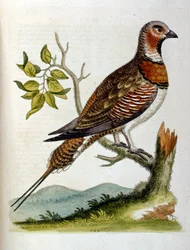 Aquarellillustration aus einem Buch seltener Vögel von G. Edwards 1750