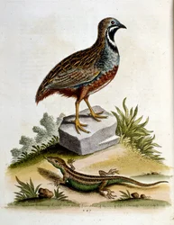Aquarellillustration aus einem Buch seltener Vögel von G Edwards 1750