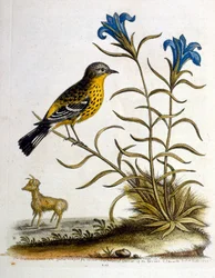 Aquarellillustration aus einem Buch seltener Vögel von G. Edwards 1750