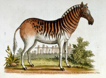 Aquarellillustration eines Zebras, aus einem Buch seltener Vögel von G. Edwards 1750