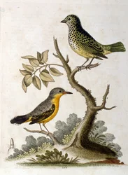 Aquarellillustration eines Dreizehenfaultiers