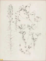 Ohne Titel (Botanische Studie)