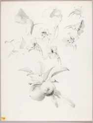 Ohne Titel (Botanische Studie)