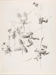 Ohne Titel (Sumpfgräser)