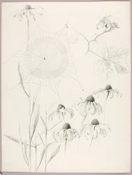 Ohne Titel (Spinnennetz und Gänseblümchen)
