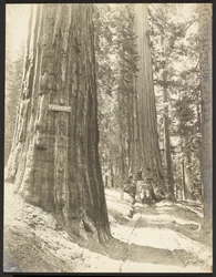 Fahrt durch die Wawona, Mariposa Grove. Durchmesser 24 ft.