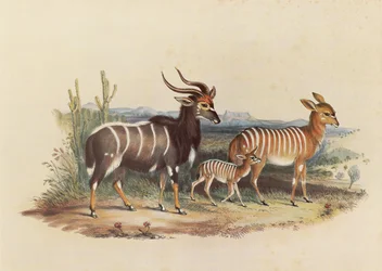 Das Nyala