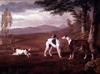 Windhunde in einer Landschaft