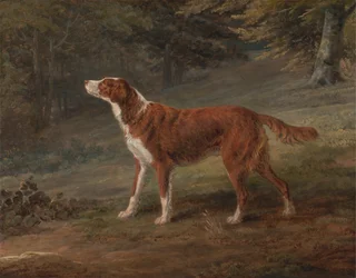 Ranger, ein Setter, im Besitz von Elizabeth Gray