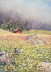 In den Feldern von Champex Anfang Juli