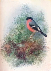 Gimpel - Pyrrhula europaea, ca. 1910