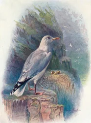 Silbermöwe - Larus argentatus, ca. 1910