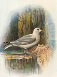 Dreizehenmöwe - Rissa tridactyla, um 1910