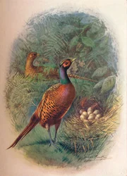 Fasan - Phasianus colchicus, um 1910
