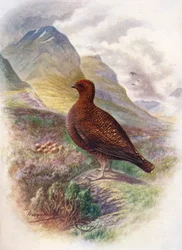 Schottisches Moorschneehuhn - Lagopus scoticus, ca. 1910, 1910