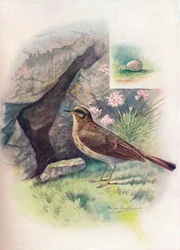 Strandpieper - Anthus obscurus, um 1910