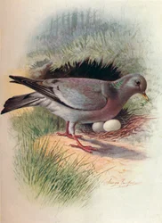 Hohltaube - Columba oenas, ca. 1910, 1910