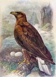 Seeadler - Haliaeetus albicilla, um 1910, 1910