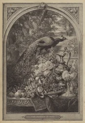 Der Pfau zu Hause