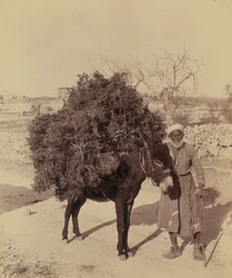 Esel, der eine Ladung Wurzeln und Zweige für Brennholz trägt, Palästina, ca. 1900